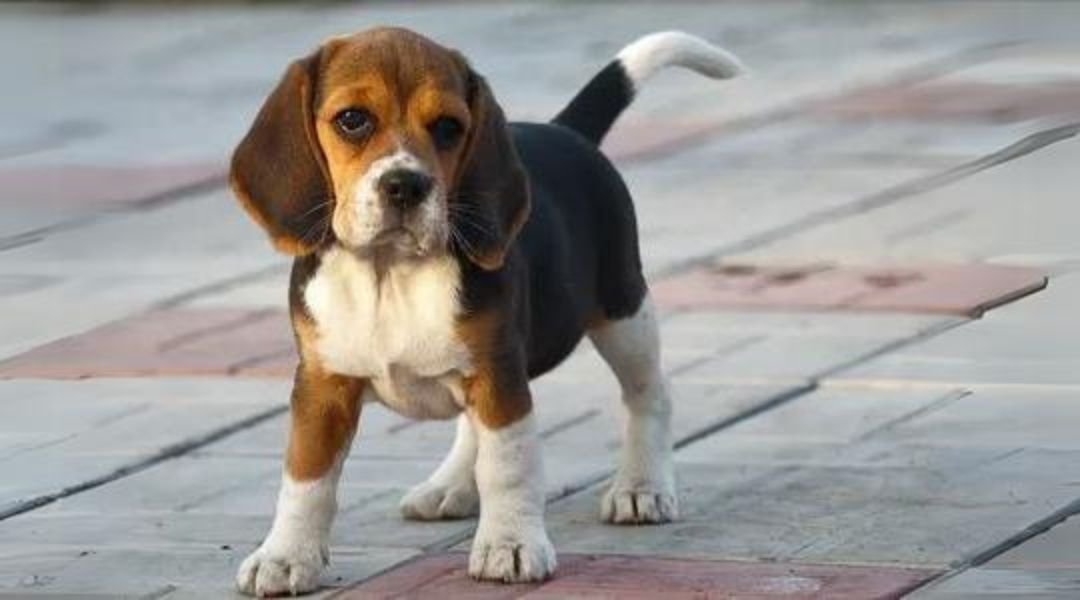 Beagle Dog Breed