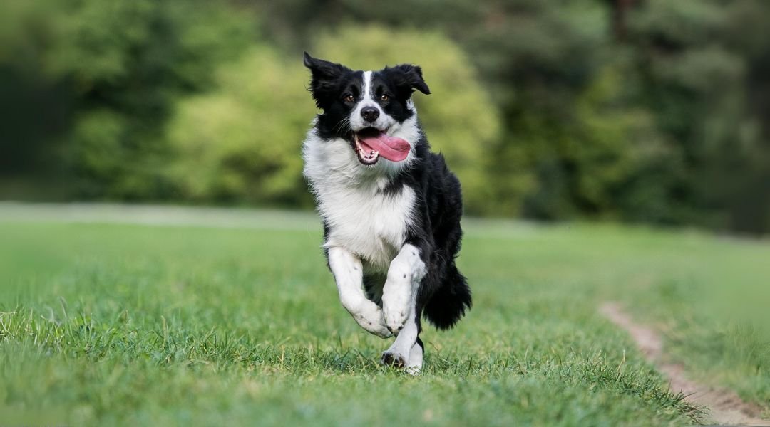 Border Collie – Characteristics, History, Fun Facts, Price