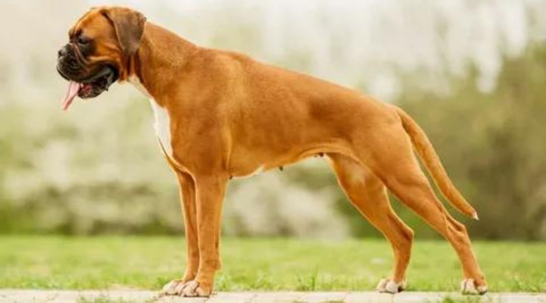 Boxer Dog Breed – Characteristics, History, Fun Facts, Price