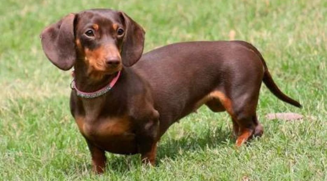 Dachshund Dog Breed