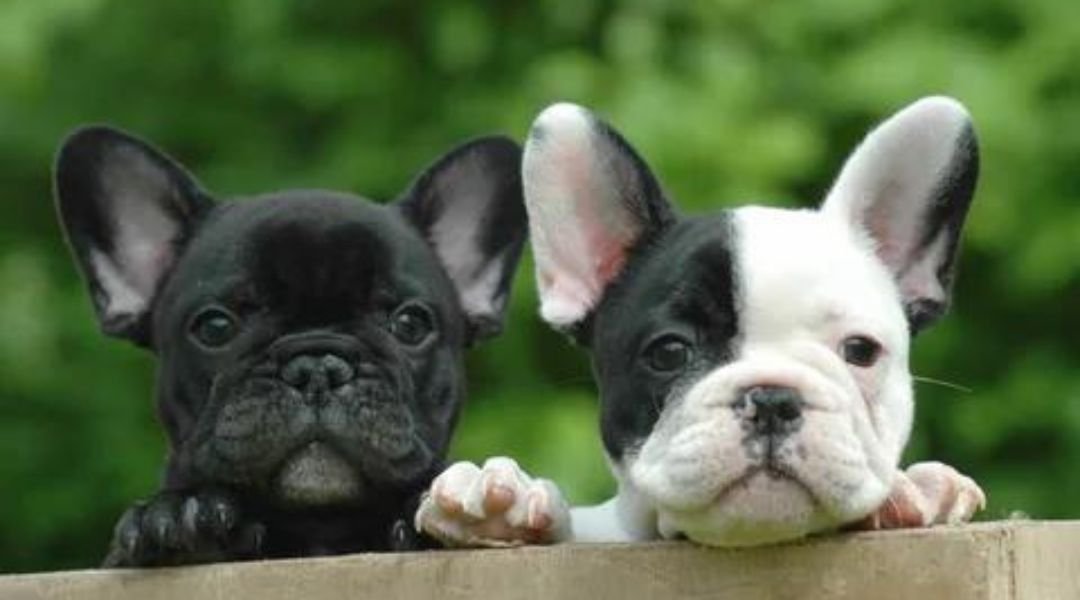 French Bulldog breed