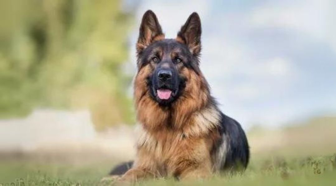 German Shepherd – Characteristics, History, Fun Facts, Price