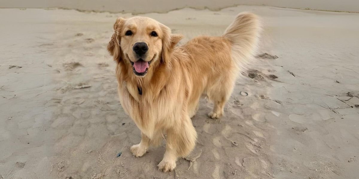 Golden Retrievers: Friendly, Fun-Loving Companions with Hearts of Gold