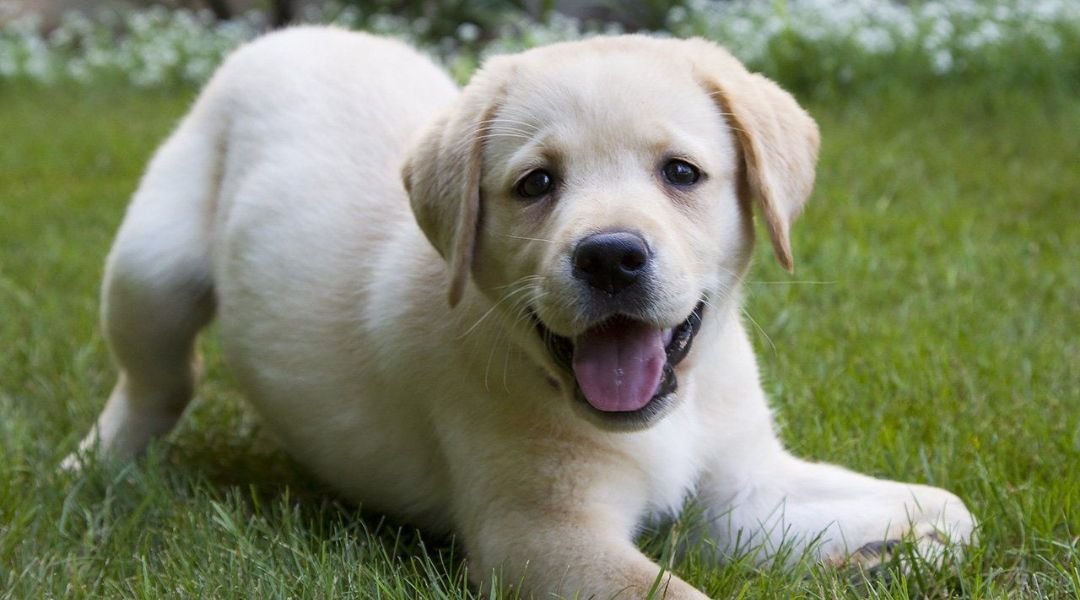 Labrador Retriever dog breed