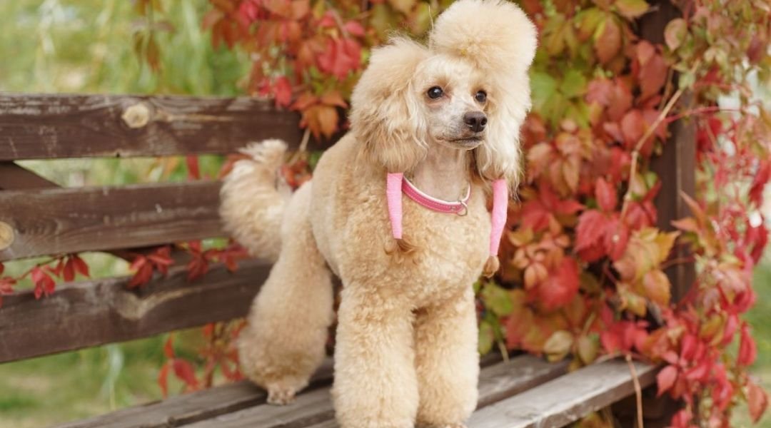 Poodle Dog Breed