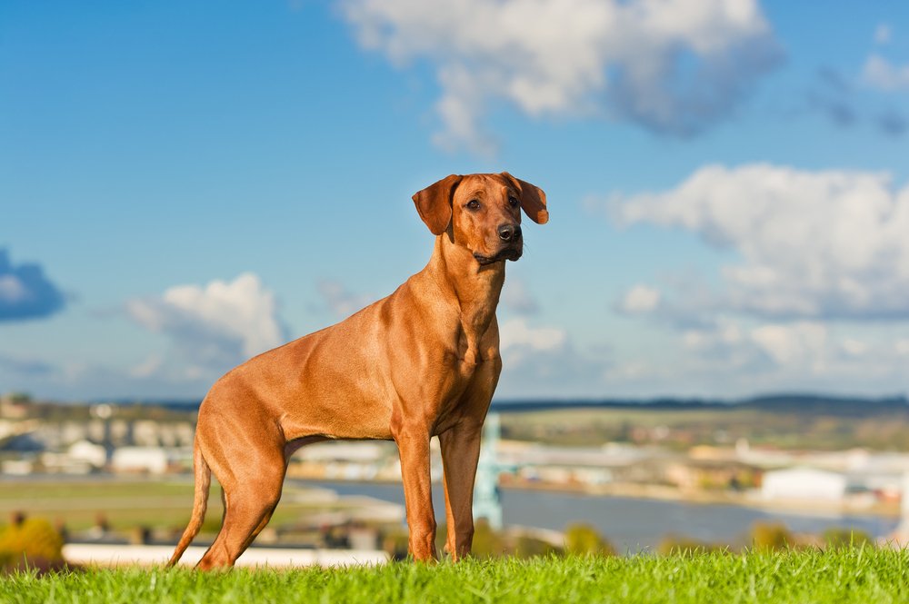 Rhodesian Ridgeback: Your Ultimate Guide to this Majestic Breed