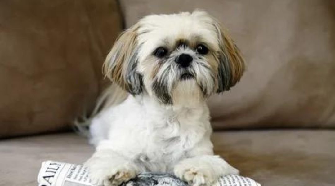 Shih Tzu dog breed information