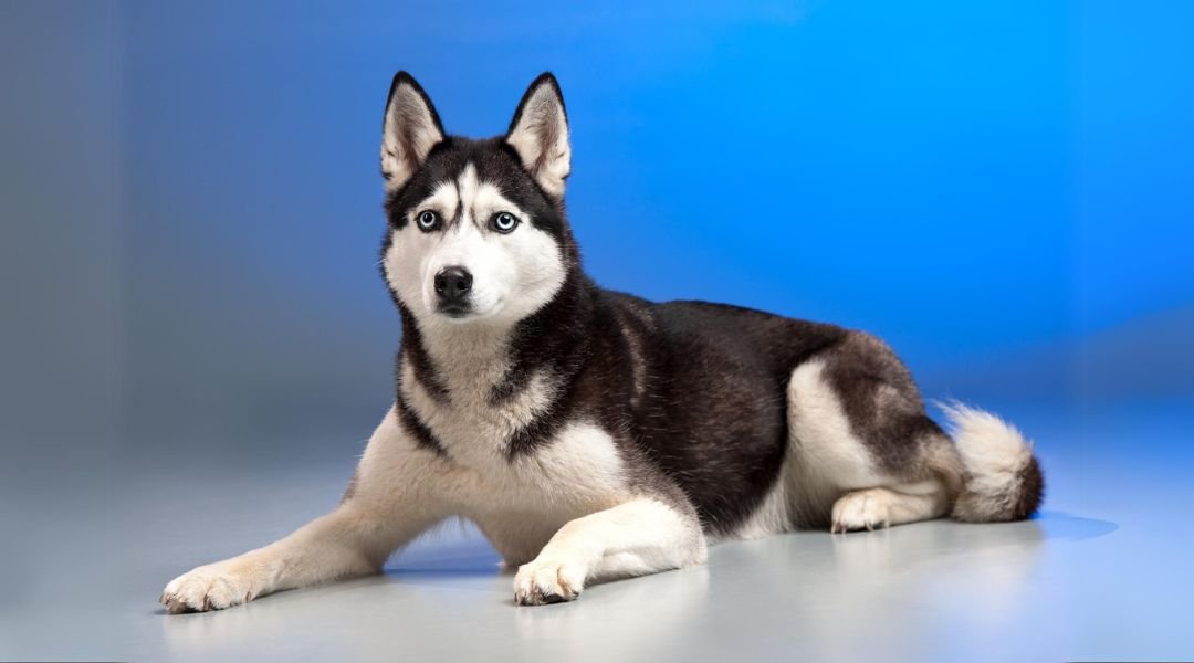 Siberian Husky dog breed information